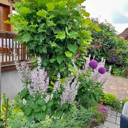 Harmonia Vendeghaz 100 Meterre Az Igali Gyogyfuerdotol Apartment Exterior foto
